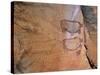 Rock Art, Rhinos, Tsodilo Hills, Ngamiland, Botswana, Africa.-Patrick Dieudonne-Stretched Canvas