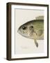 Rock Bass Crop-Sherman F Denton-Framed Photographic Print