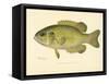 Rock Bass-null-Framed Stretched Canvas