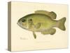 Rock Bass-null-Stretched Canvas