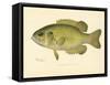 Rock Bass-null-Framed Stretched Canvas