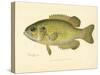 Rock Bass-null-Stretched Canvas