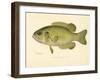 Rock Bass-null-Framed Giclee Print