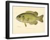 Rock Bass-null-Framed Giclee Print