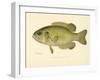 Rock Bass-null-Framed Giclee Print