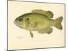 Rock Bass-null-Mounted Giclee Print