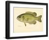 Rock Bass-null-Framed Giclee Print