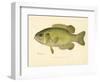 Rock Bass-null-Framed Giclee Print