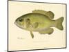 Rock Bass-null-Mounted Giclee Print