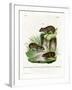 Rock Cavy-null-Framed Giclee Print