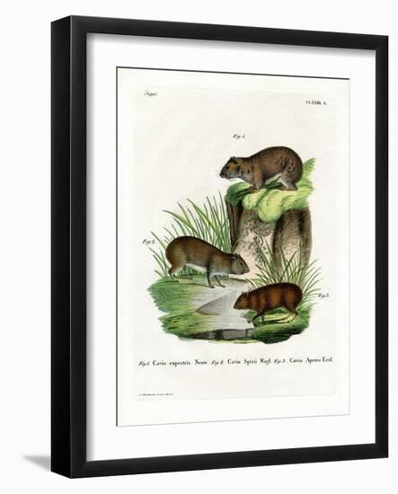 Rock Cavy-null-Framed Giclee Print