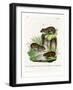 Rock Cavy-null-Framed Giclee Print