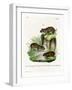 Rock Cavy-null-Framed Giclee Print