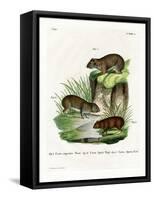 Rock Cavy-null-Framed Stretched Canvas