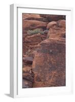 Rock climber at Red Rock Canyon, Las Vegas, Nevada.-Michele Niles-Framed Photographic Print