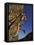 Rock Climber Hanging from Grip-null-Framed Stretched Canvas