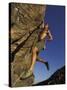 Rock Climber Hanging from Grip-null-Stretched Canvas