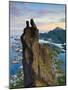 Rock Climbers Scale the Famous Svolværgeita, Svolvaer, Lofoten, Nordland, Norway-Doug Pearson-Mounted Photographic Print