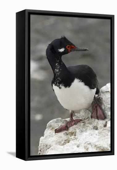 Rock Cormorant-Joe McDonald-Framed Stretched Canvas