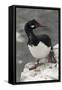 Rock Cormorant-Joe McDonald-Framed Stretched Canvas