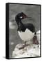 Rock Cormorant-Joe McDonald-Framed Stretched Canvas