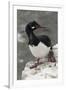 Rock Cormorant-Joe McDonald-Framed Photographic Print