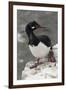 Rock Cormorant-Joe McDonald-Framed Photographic Print