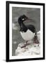 Rock Cormorant-Joe McDonald-Framed Photographic Print