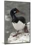 Rock Cormorant-Joe McDonald-Mounted Photographic Print