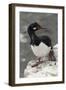 Rock Cormorant-Joe McDonald-Framed Photographic Print