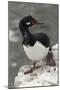 Rock Cormorant-Joe McDonald-Mounted Photographic Print