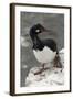 Rock Cormorant-Joe McDonald-Framed Photographic Print