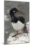 Rock Cormorant-Joe McDonald-Mounted Photographic Print