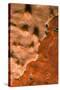 Rock Covered with Encrusting Sponge (Spirastrella Cunctatrix) and (Phorbas Tenacior), Monaco-Banfi-Stretched Canvas