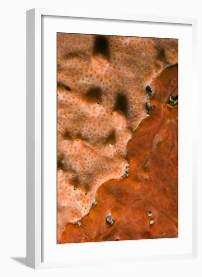 Rock Covered with Encrusting Sponge (Spirastrella Cunctatrix) and (Phorbas Tenacior), Monaco-Banfi-Framed Photographic Print
