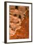 Rock Covered with Encrusting Sponge (Spirastrella Cunctatrix) and (Phorbas Tenacior), Monaco-Banfi-Framed Photographic Print