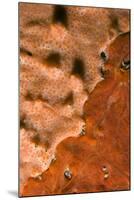 Rock Covered with Encrusting Sponge (Spirastrella Cunctatrix) and (Phorbas Tenacior), Monaco-Banfi-Mounted Photographic Print