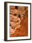 Rock Covered with Encrusting Sponge (Spirastrella Cunctatrix) and (Phorbas Tenacior), Monaco-Banfi-Framed Photographic Print