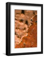 Rock Covered with Encrusting Sponge (Spirastrella Cunctatrix) and (Phorbas Tenacior), Monaco-Banfi-Framed Photographic Print