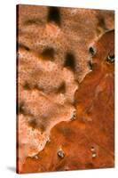Rock Covered with Encrusting Sponge (Spirastrella Cunctatrix) and (Phorbas Tenacior), Monaco-Banfi-Stretched Canvas