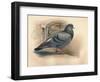 Rock Dove (Columba livia), c1900, (1900)-Charles Whymper-Framed Premium Giclee Print