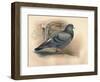 Rock Dove (Columba livia), c1900, (1900)-Charles Whymper-Framed Giclee Print