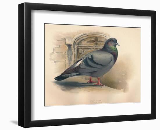 Rock Dove (Columba livia), c1900, (1900)-Charles Whymper-Framed Giclee Print