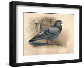 Rock Dove (Columba livia), c1900, (1900)-Charles Whymper-Framed Giclee Print