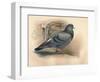 Rock Dove (Columba livia), c1900, (1900)-Charles Whymper-Framed Giclee Print