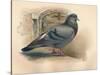 Rock Dove (Columba livia), c1900, (1900)-Charles Whymper-Stretched Canvas