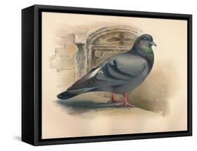 Rock Dove (Columba livia), c1900, (1900)-Charles Whymper-Framed Stretched Canvas