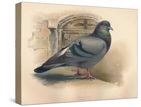 Rock Dove (Columba livia), c1900, (1900)-Charles Whymper-Stretched Canvas