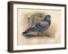 Rock Dove (Columba livia), c1900, (1900)-Charles Whymper-Framed Giclee Print