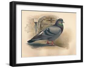 Rock Dove (Columba livia), c1900, (1900)-Charles Whymper-Framed Giclee Print